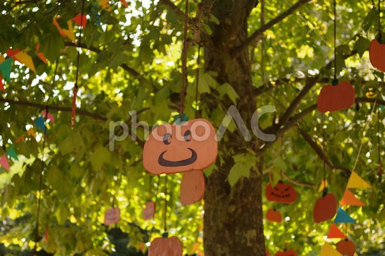 ハロウィンの飾りをつけた木 ハロウィン,かぼちゃ,葉の写真素材