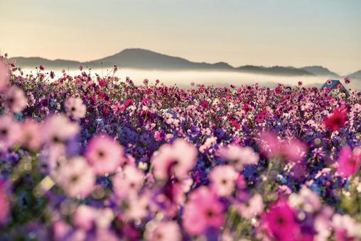 Cosmos field and mountain scenery surrounded by a sea of clouds, JPG Cosmos field and mountain scenery surrounded by a sea of clouds, JPG