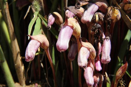 ナンバンギセル・南蛮煙管　マクロの写真