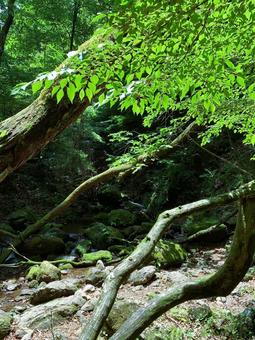 倒木と苔岩が並ぶ静かな沢 倒木,渓流,小川の写真素材