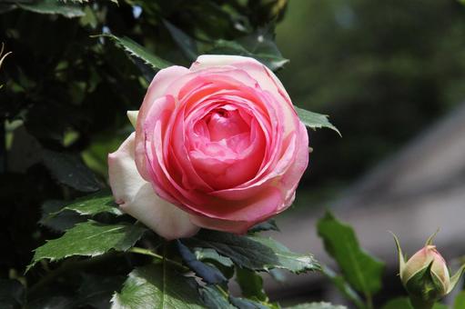 バラ・薔薇 ピエールドゥロンサール バラ・薔薇 ピエールドゥロンサール ピエールドゥロンサール,クローズアップ,殿堂入りバラの写真素材