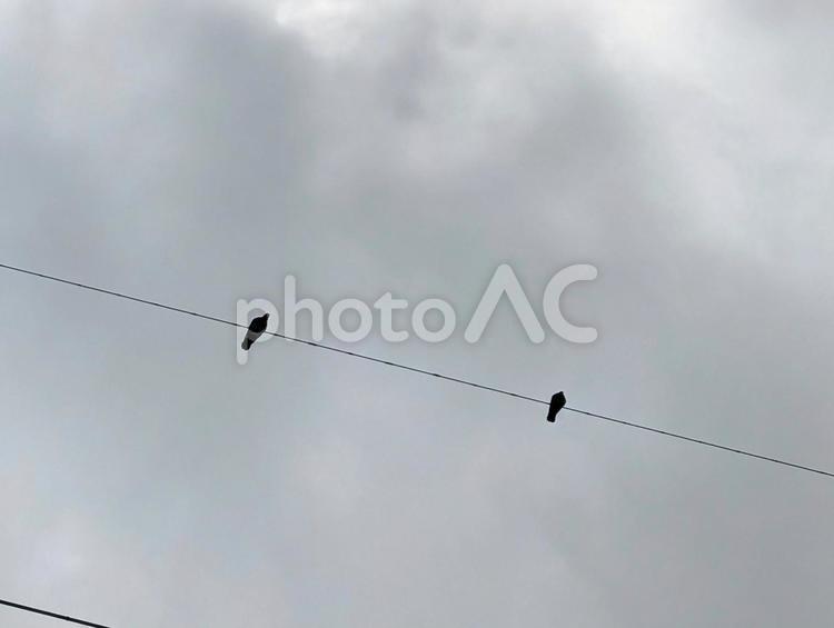 電線に留まる鳥たちと曇り空 鳥,電線,雲の写真素材