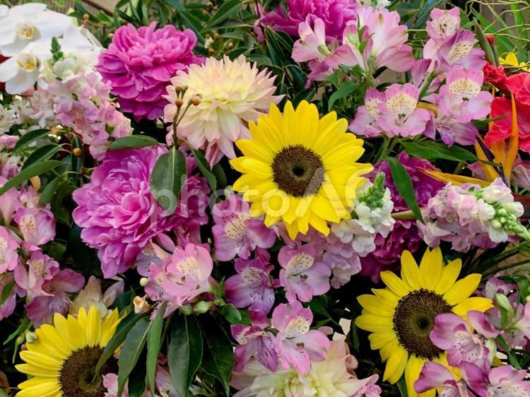 ヒマワリを中心とした花束 花,花束,祝花の写真素材