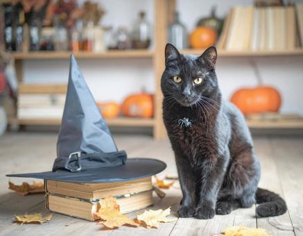 魔女の猫 魔女の猫の写真