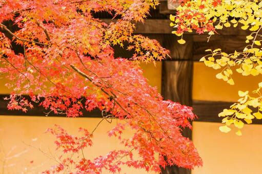 紅葉 紅葉の写真