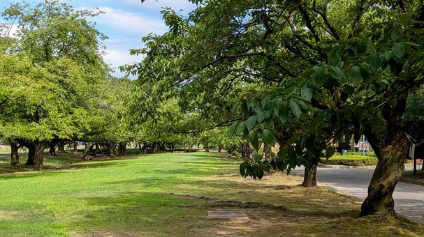 緑の木々に鴨まれた公園の広場 緑の木々に鴨まれた公園の広場 空,自然,木の写真素材