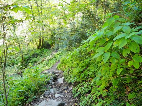 山道３８ 山,山道,山の中の写真素材