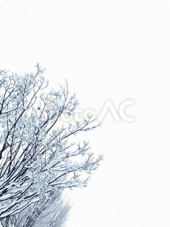 雪化粧をまとった枯れ木　コピースペース　 雪化粧,雪,降雪の写真素材