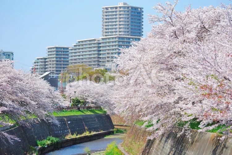 桜並木とタワーマンション４ 不動産,マンション,タワーマンションの写真素材