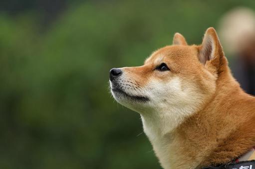 柴犬のポートレート 犬,柴犬,ペットの写真素材