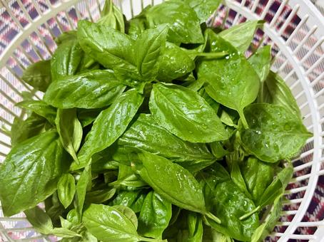 バジル　2501 バジル,スイートバジル,ハーブの写真素材