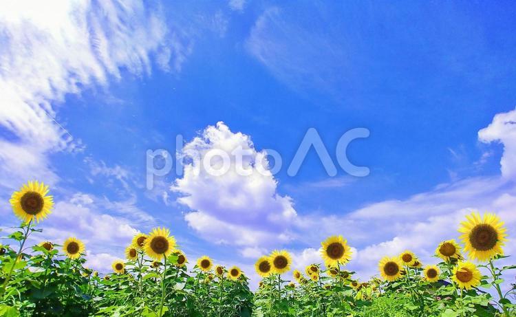 夏の風景/ひまわり畑と青空・雲 夏景色,ひまわり,夏の写真素材