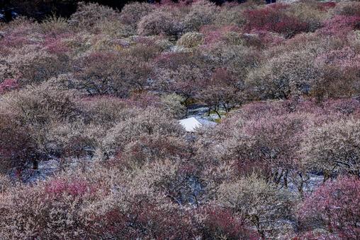いなべ市農業公園　満開の梅園 花,梅,春の写真素材