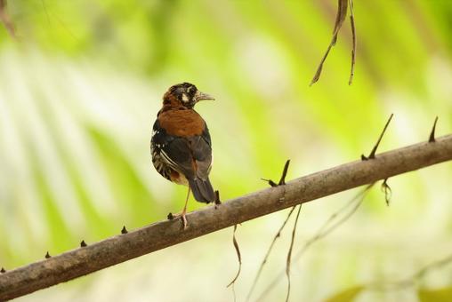 ムナグロジツグミ ムナグロジツグミ ムナグロジツグミ,野鳥,ツグミ科の写真素材