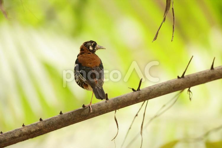 ムナグロジツグミ ムナグロジツグミ,野鳥,ツグミ科の写真素材