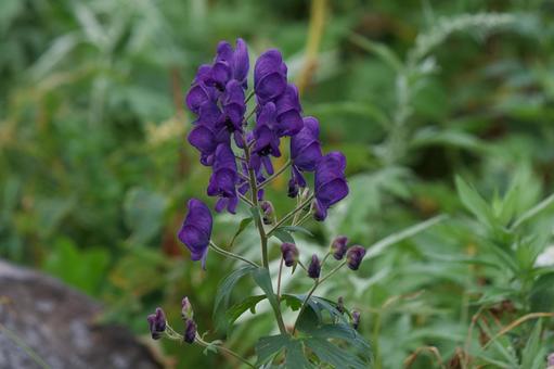 カワチブシ カワチブシ,高山植物,花の写真素材
