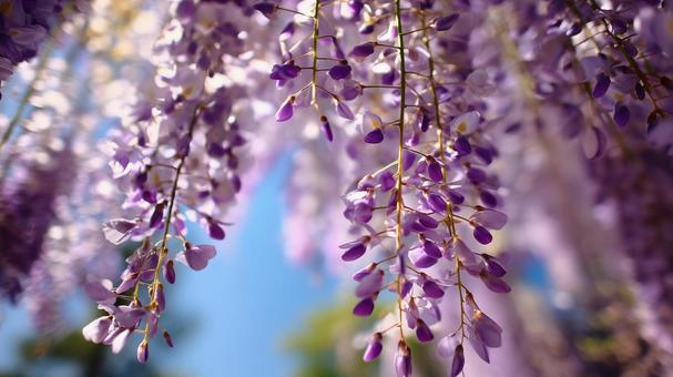 藤の花2 藤の花2の写真
