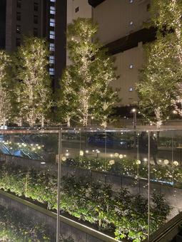 イルミネーション_1の写真