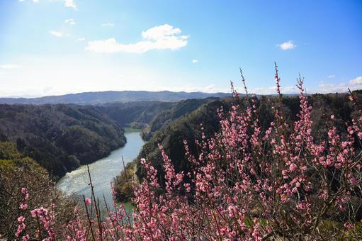 月ヶ瀬梅林　梅林　早春　奈良県 月ヶ瀬梅渓,月ヶ瀬梅林,奈良県の写真素材