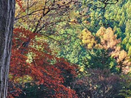 紅葉　晩秋の山　自然背景　陣馬山 紅葉,山,自然の写真素材