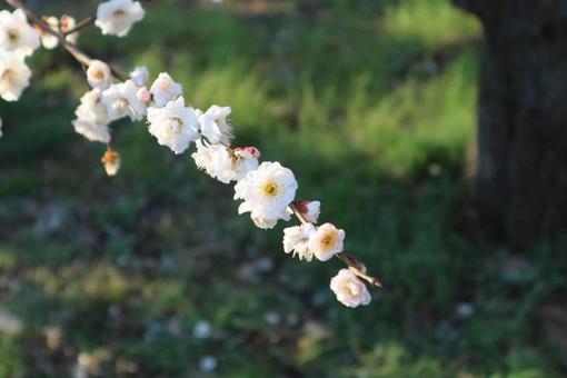 桜 桜の写真
