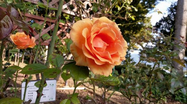 バラ バラ バラ,薔薇,ばらの写真素材