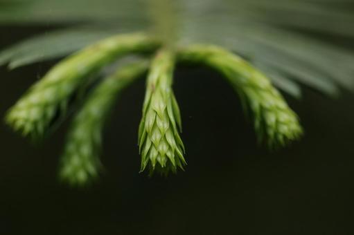 針葉樹の葉先 新緑,自然,若葉の写真素材