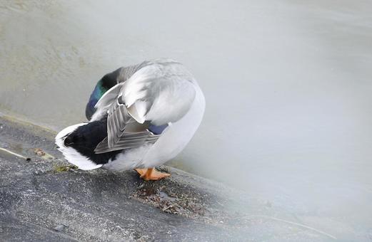 カモ2 カモ2の写真