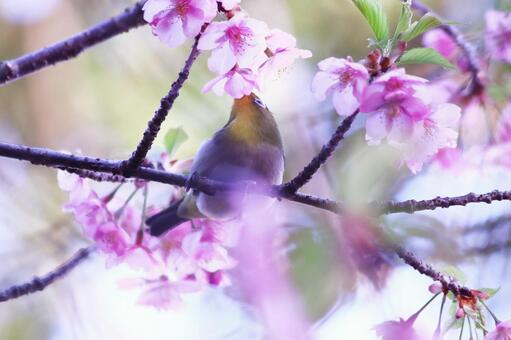 桜の蜜を吸うメジロ 桜,メジロ,春の写真素材