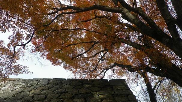 石垣を彩る紅葉 石垣を彩る紅葉 紅葉,秋,石垣の写真素材