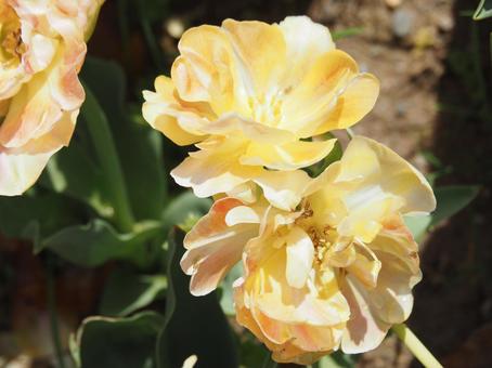 Photo, tulip, lare, spring, 