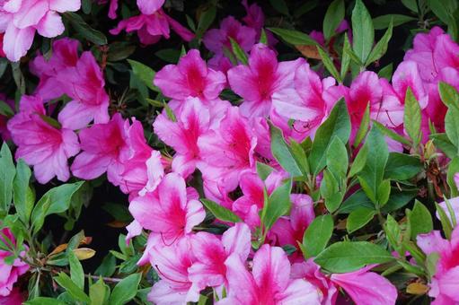 Azalea, JPG