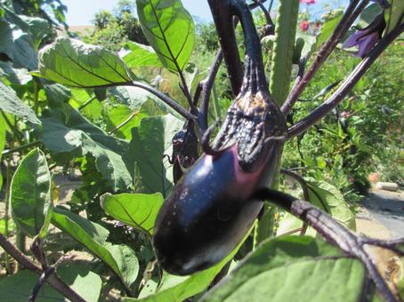 Summer vegetables eggplant, JPG
