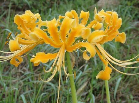 [Photo of cluster amaryllis] Scenery of cluster amaryllis blooming, JPG