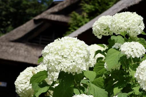 White Annabelle, JPG
