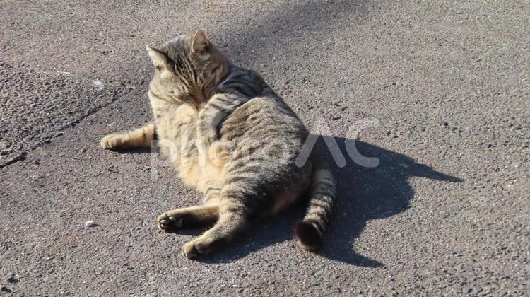 日光浴と毛繕いが日課のモフモフで可愛い猫 猫,キジトラ,肉球の写真素材