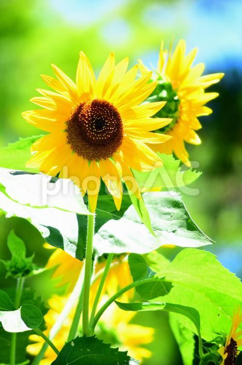ヒマワリ　ひまわり　向日葵 ヒマワリ,向日葵,花の写真素材