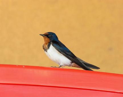 モダンな背景に佇むツバメ ツバメ,鳥,動物の写真素材