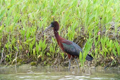 ブロンズトキ ブロンズトキ,鳥,野鳥の写真素材
