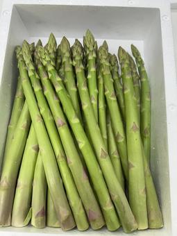 Asparagus, JPG Asparagus, JPG