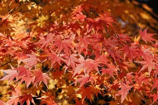 色づくもみじの葉 色づくもみじの葉 もみじ,紅葉,秋の写真素材