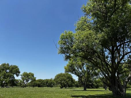 青空と緑 青空,緑,大きな木の写真素材