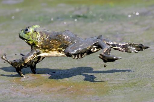 ウシガエルのジャンプ2 ウシガエルのジャンプ2 ウシガエル,うしがえる,食用ガエルの写真素材