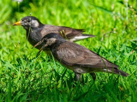 地面を歩くムクドリ 地面を歩くムクドリ ムクドリ,椋鳥,野鳥の写真素材