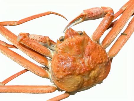 香箱ガニ 香箱ガニ,カニ,甲殻類の写真素材