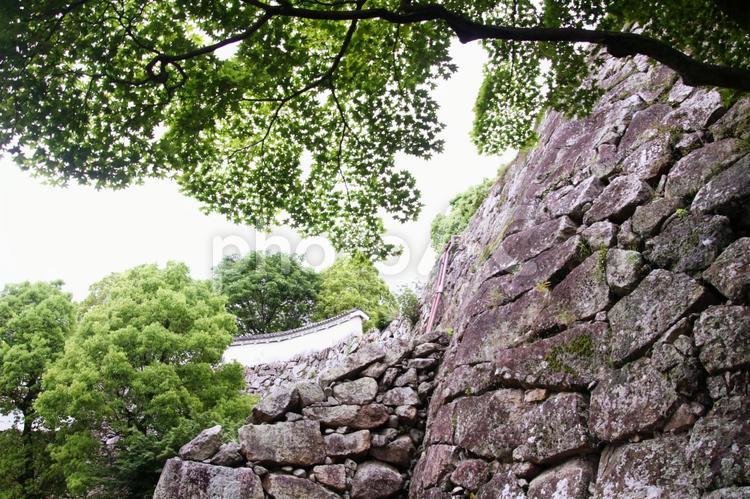 石垣と新緑のカエデ 石垣,城,姫路城の写真素材