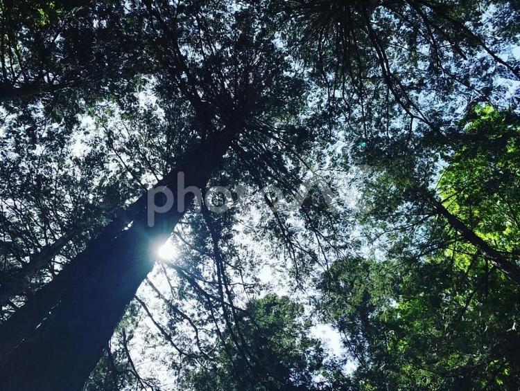 森の中で森林浴 森,森林浴,木の写真素材