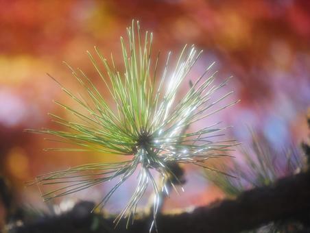 紅葉に映える松葉のアップ 松葉,松,紅葉の写真素材