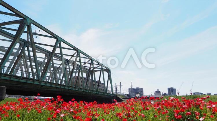 荒川の深紅のポピー＆鉄橋（江戸川区平井） 初夏,ポピー,荒川の写真素材