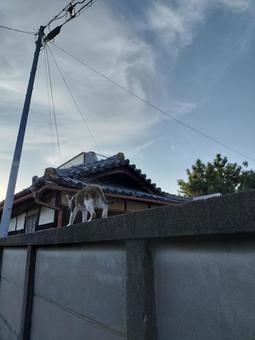 塀を渡る野良猫 野良猫,地域猫,夏空の写真素材